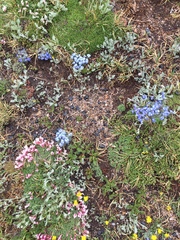 Eritrichium argenteum