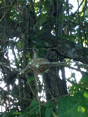 Riccordia ricordii
