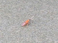 Anagyrus pseudococci