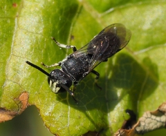 Hylaeus verticalis