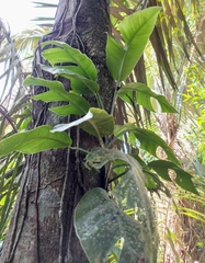 Monstera spruceana