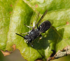 Hylaeus verticalis