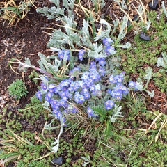 Eritrichium argenteum