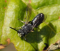 Hylaeus verticalis