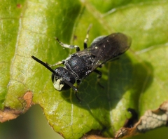 Hylaeus verticalis