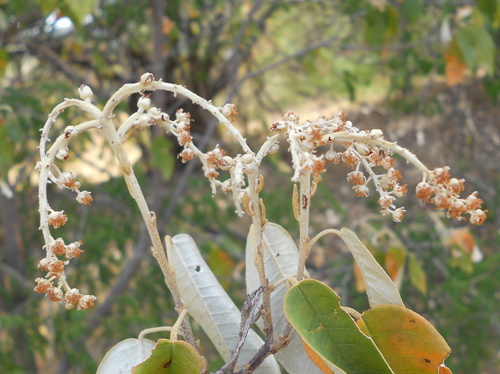 Croton limae