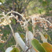 Croton limae - Photo (c) Lucas C. Marinho,  זכויות יוצרים חלקיות (CC BY-NC), הועלה על ידי Lucas C. Marinho