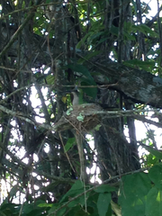 Riccordia ricordii