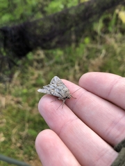 Lepidoptera