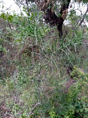 Colletia spinosissima