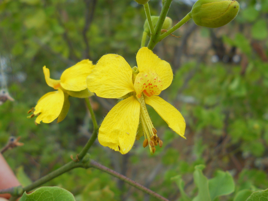 Cenostigma laxiflorum
