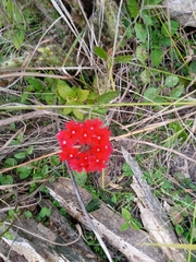 Glandularia peruviana