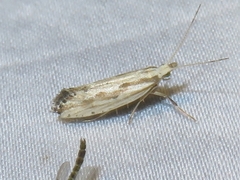 Plutella porrectella