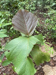 Coccoloba pubescens