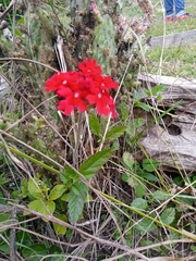Glandularia peruviana