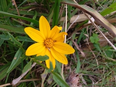 Aspilia montevidensis