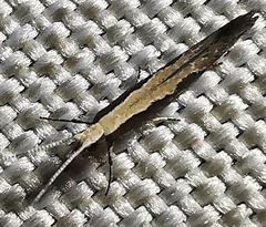Plutella xylostella