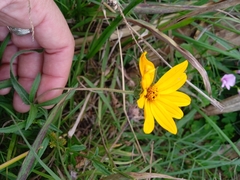 Aspilia montevidensis