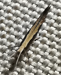 Plutella xylostella