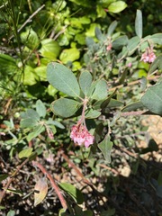 Arctostaphylos columbiana