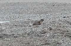 Urocitellus columbianus