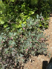 Arctostaphylos columbiana