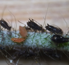 Aphidoletes aphidimyza