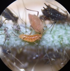 Aphidoletes aphidimyza