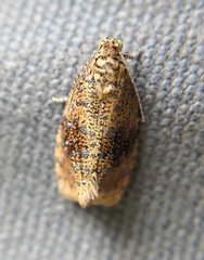 Olethreutes astrologana