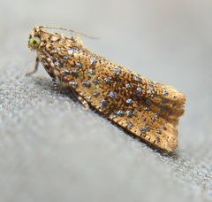 Olethreutes astrologana
