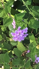 Lantana montevidensis
