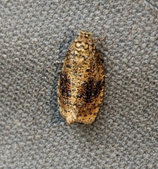 Olethreutes astrologana