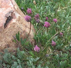 Trifolium parryi