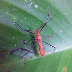 Ricolla quadrispinosa