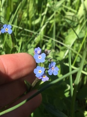 Myosotis asiatica