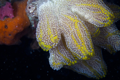 Botrylloides magnicoecus