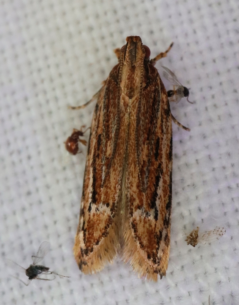 Ardozyga furcifera