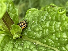 Cryptocephalus castaneus