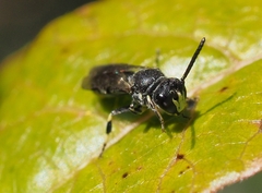 Hylaeus verticalis