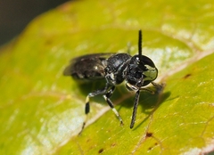 Hylaeus verticalis