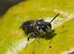 Hylaeus verticalis