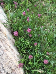 Trifolium parryi