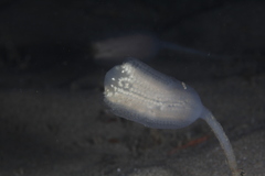 Sycozoa
