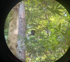 Strix occidentalis caurina
