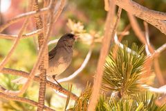 Junco