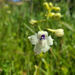 Delphinium pavonaceum