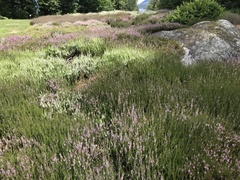 Calluna