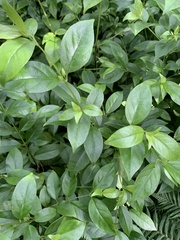 Geniostoma ligustrifolium