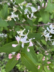 Lonicera
