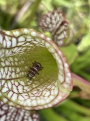 Exyra semicrocea